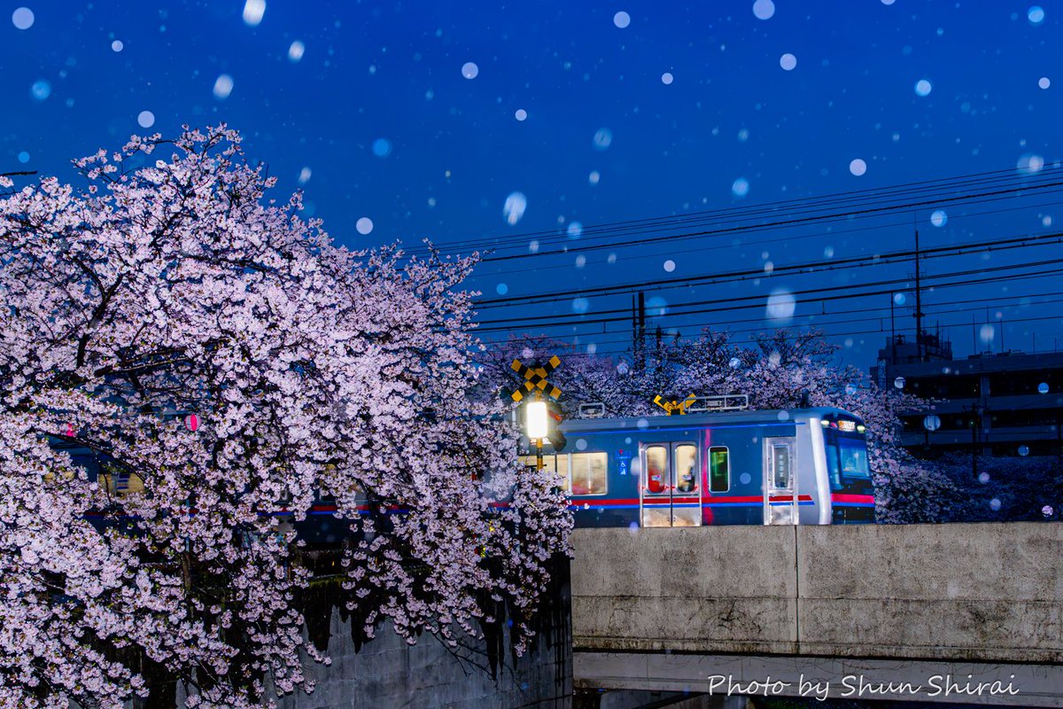 ■タイトル:夜明けの桜雨と京成電車(4/9撮影) ■撮影スポット:真間川上境橋 ■一言:雨降る夜明け、桜満開の真間川を渡る京成電車が素敵✨ 真間川の桜は満開になったばかりですが早くも一部散り始めてます #ちばとぴフォト部投稿 #桜 #京成線 #市川市 #市川 #千葉県 #千葉 #本八幡 #花 #東京カメラ部