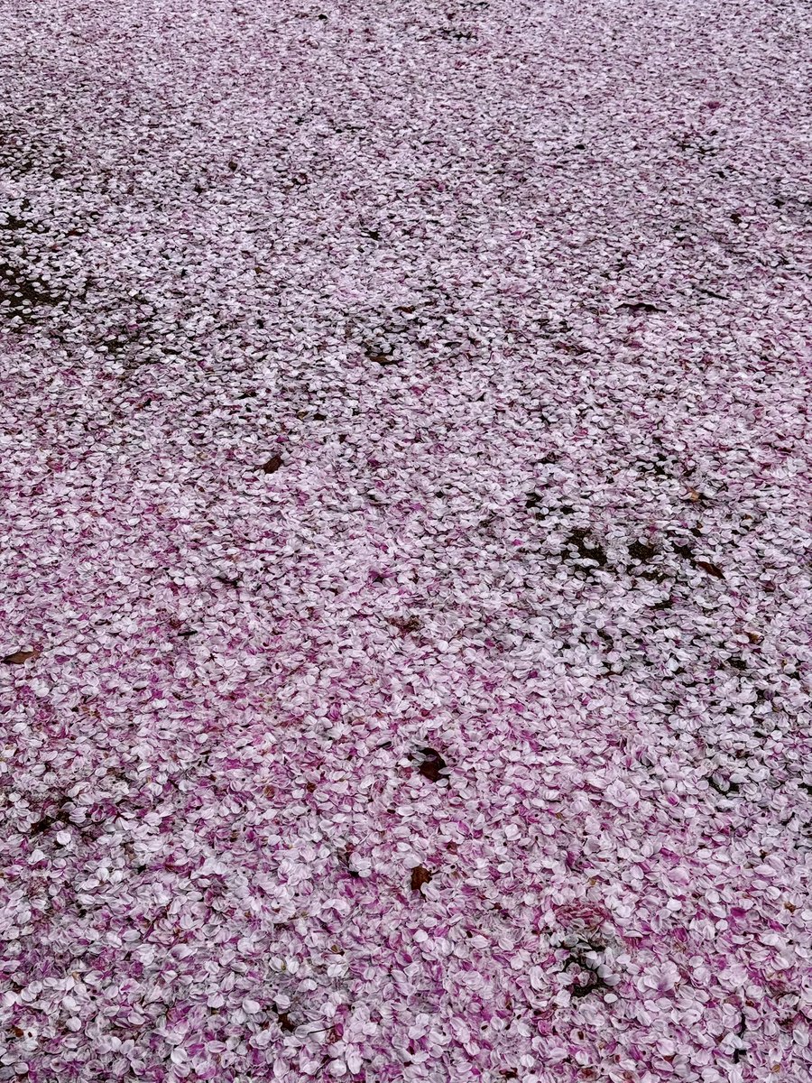 「近所の桜が夜の雨と風で散ってたがこんな密度で花びら積もってるの初めて見たかも桜色」|速水融次郎のイラスト