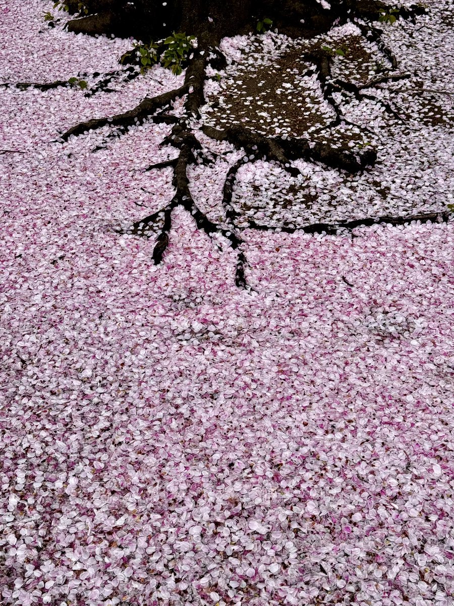 「近所の桜が夜の雨と風で散ってたがこんな密度で花びら積もってるの初めて見たかも桜色」|速水融次郎のイラスト