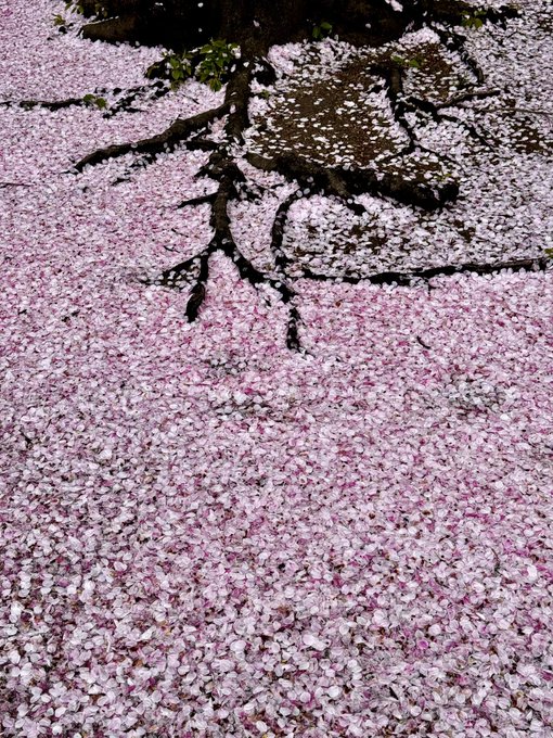 「桜 桃色」のTwitter画像/イラスト(新着)