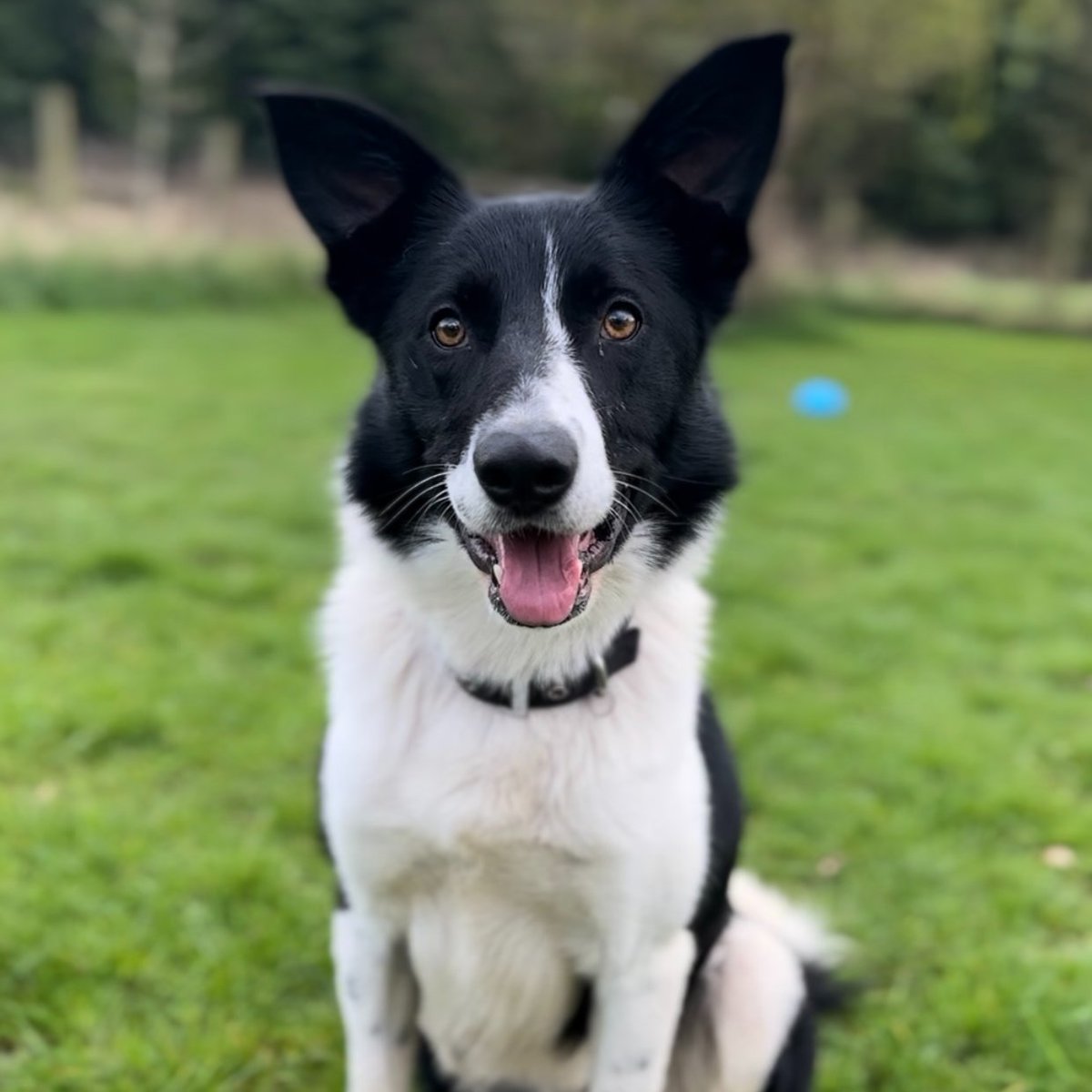 Jim has been with us for 72 days, he is two years old and came into our care due to the ill health of his owner. If you think you could help Jim, or indeed any of our guests, with a new home please visit our website bordercollietrustgb.org.uk/rehoming/how-d…