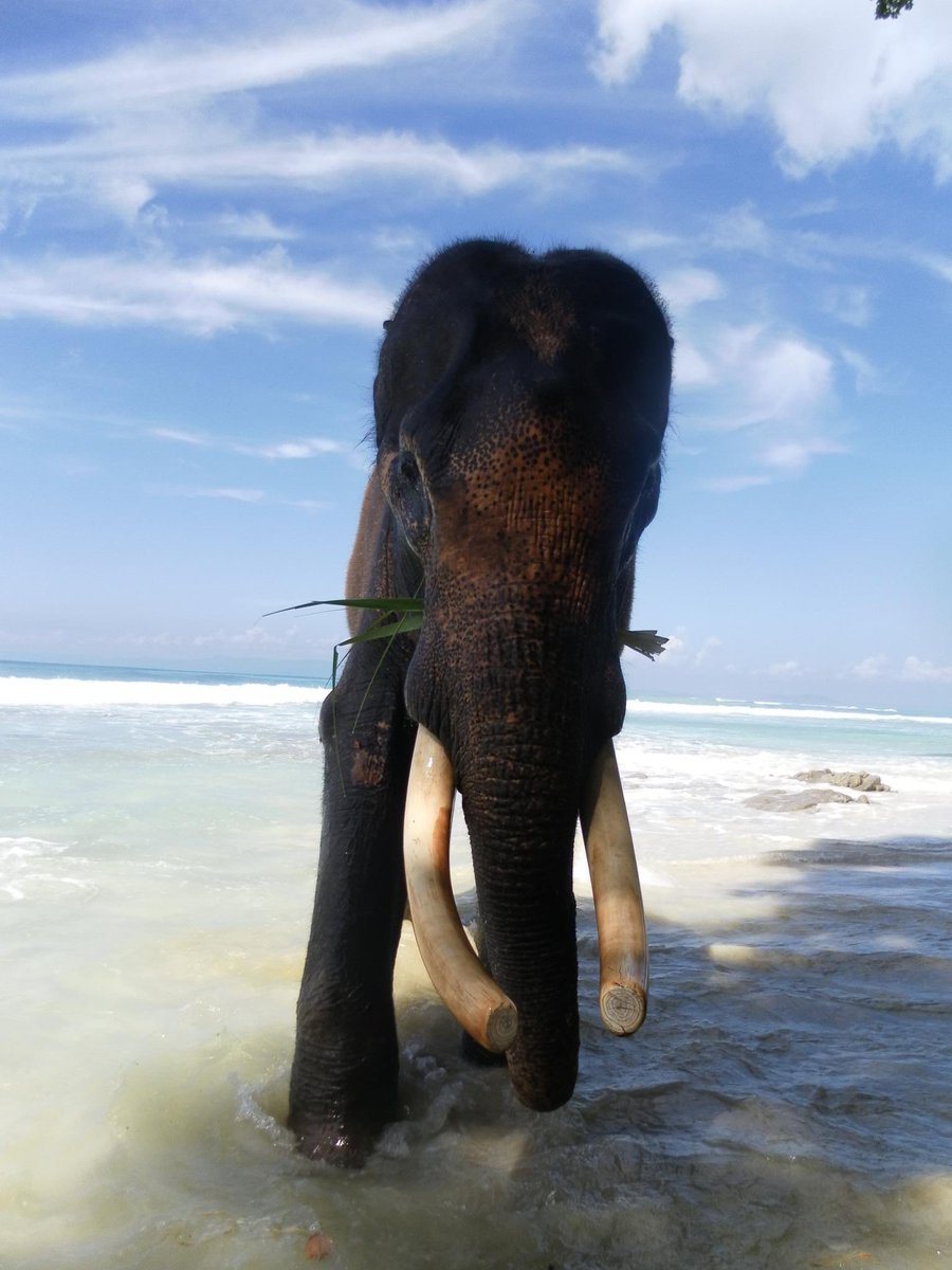 12 years ago today what were you doing ? … me? .. meeting Raja  🐘 🤗 #andamanislands