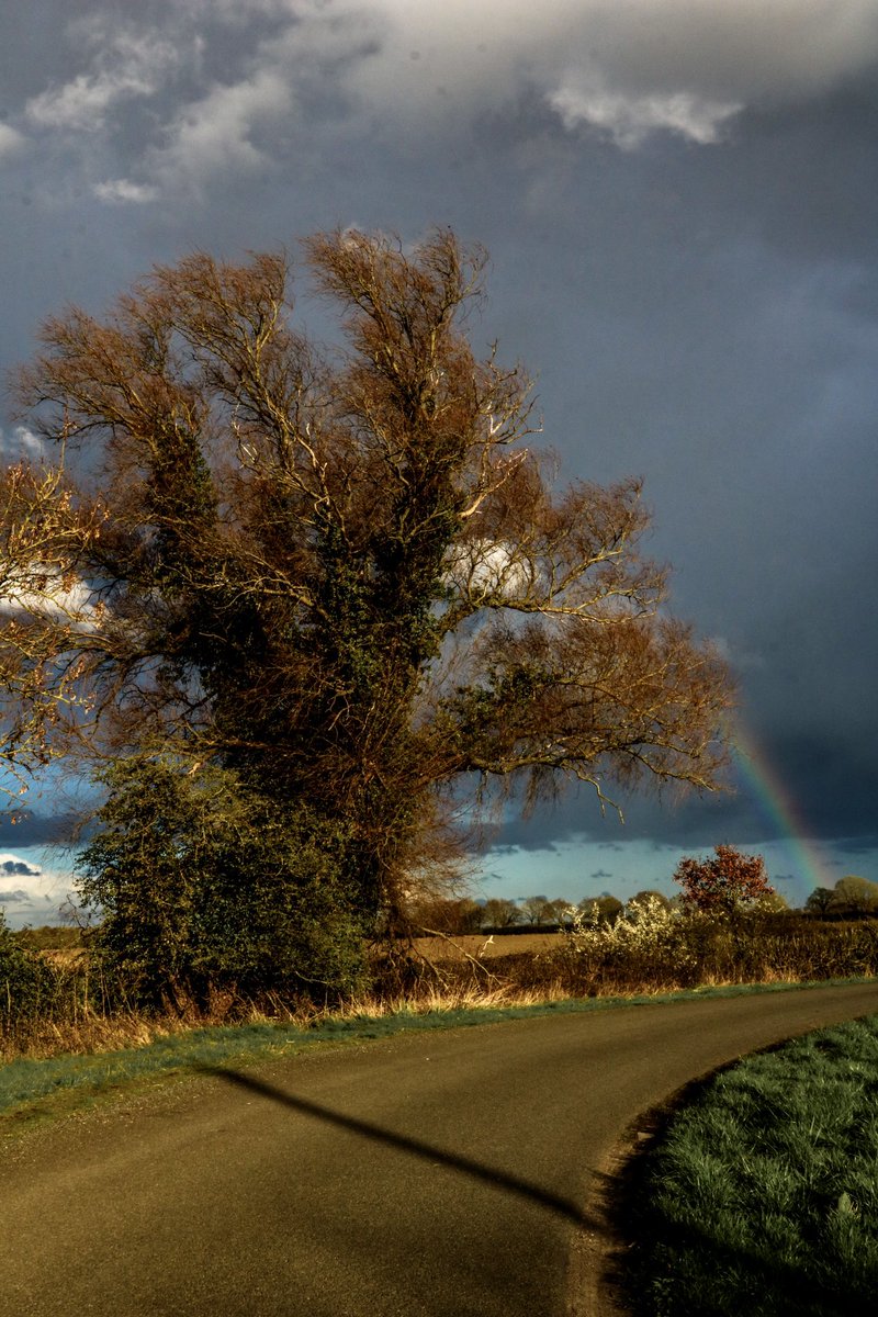 Oak adorned in ivy #thicktrunktuesday #oaktree #countrylane #rainbow #stormApproaching #TreeClub