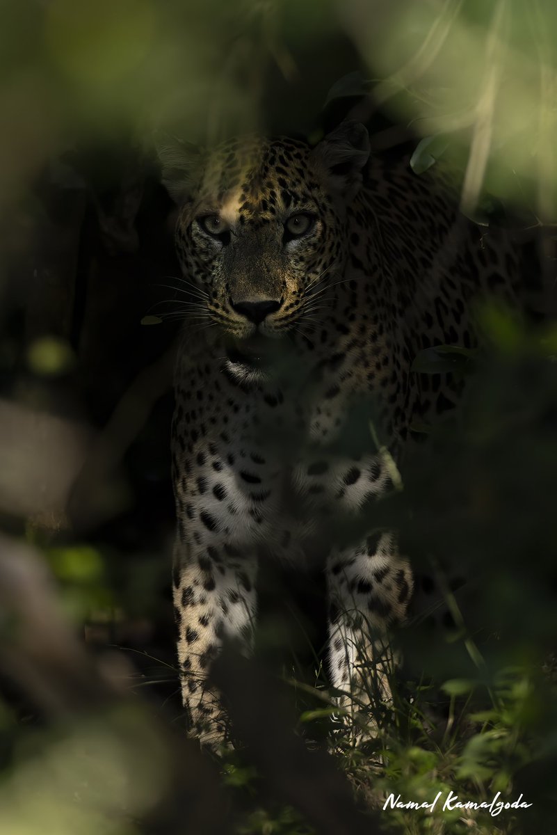 Out of the shadows.  A female awakens from her slumber and walks out to quench her thirst. 

#srilanka #travel #srilankansafari #travelsrilanka #kumana #WildlifePhotography #srilankanwildlife #leopard #bigcat #srilankanleopard #nature #safari #wild
