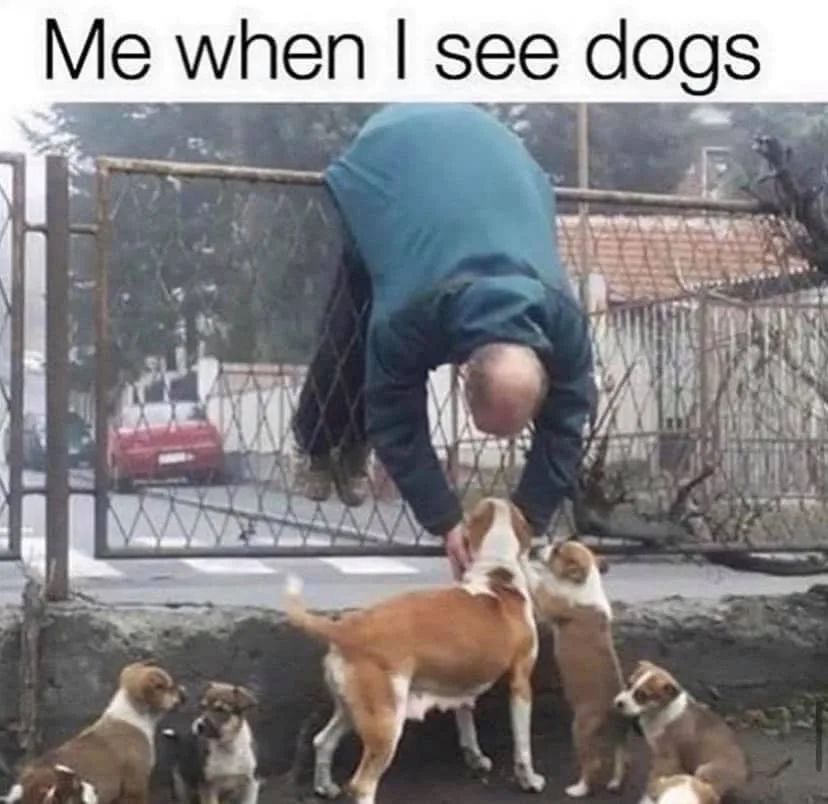 contextdogs's tweet image. 