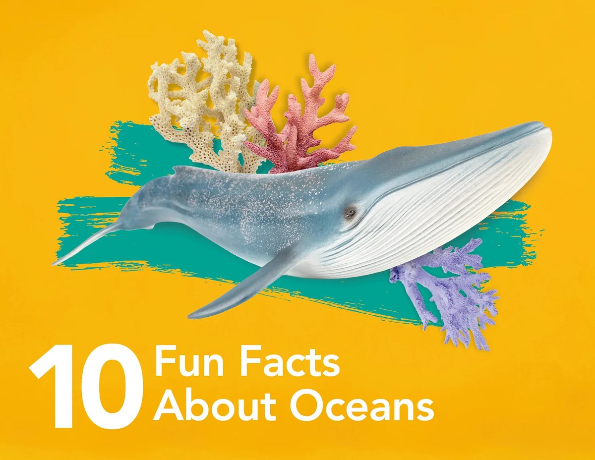 Did you know that the ocean covers 71% of the world's surface? Or that spider crabs use seaweed to disguise themselves? Learn all this and more in our new ocean-themed bolg! Find it on our website!