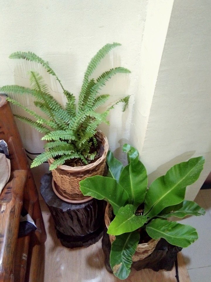 My indoor plants this week. 🌿
#plantsathome #indoorplants #iloveplants