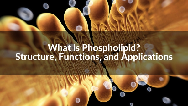 Unraveling the mystery of #phospholipids! Our latest blog explains their role in cell membranes & more. Head over to learn why they're essential for life: metwarebio.com/what-is-phosph… #lipidomics #metabolites #phospholipids #membranes #biology