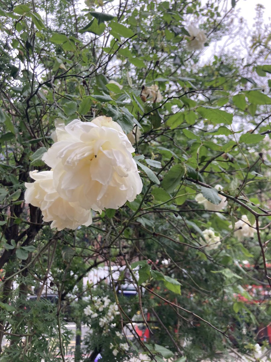 Richard Reynolds tweet media