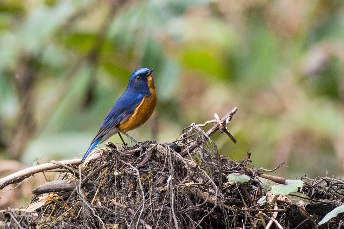 Rufous-Breasted Bush Robin A passerine from North-east of India. Feeds on insects, mostly remain in middle or lower perches, preferring scrub, bush and undergrowth over trees. #IndiAves #Arunachal #Birds