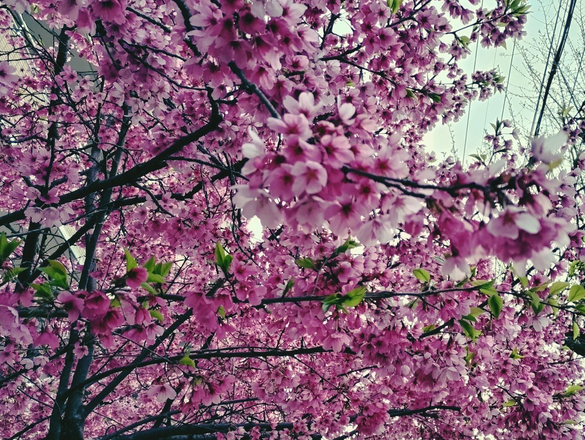 「いろんな桜があって楽しい 」|70億のイラスト
