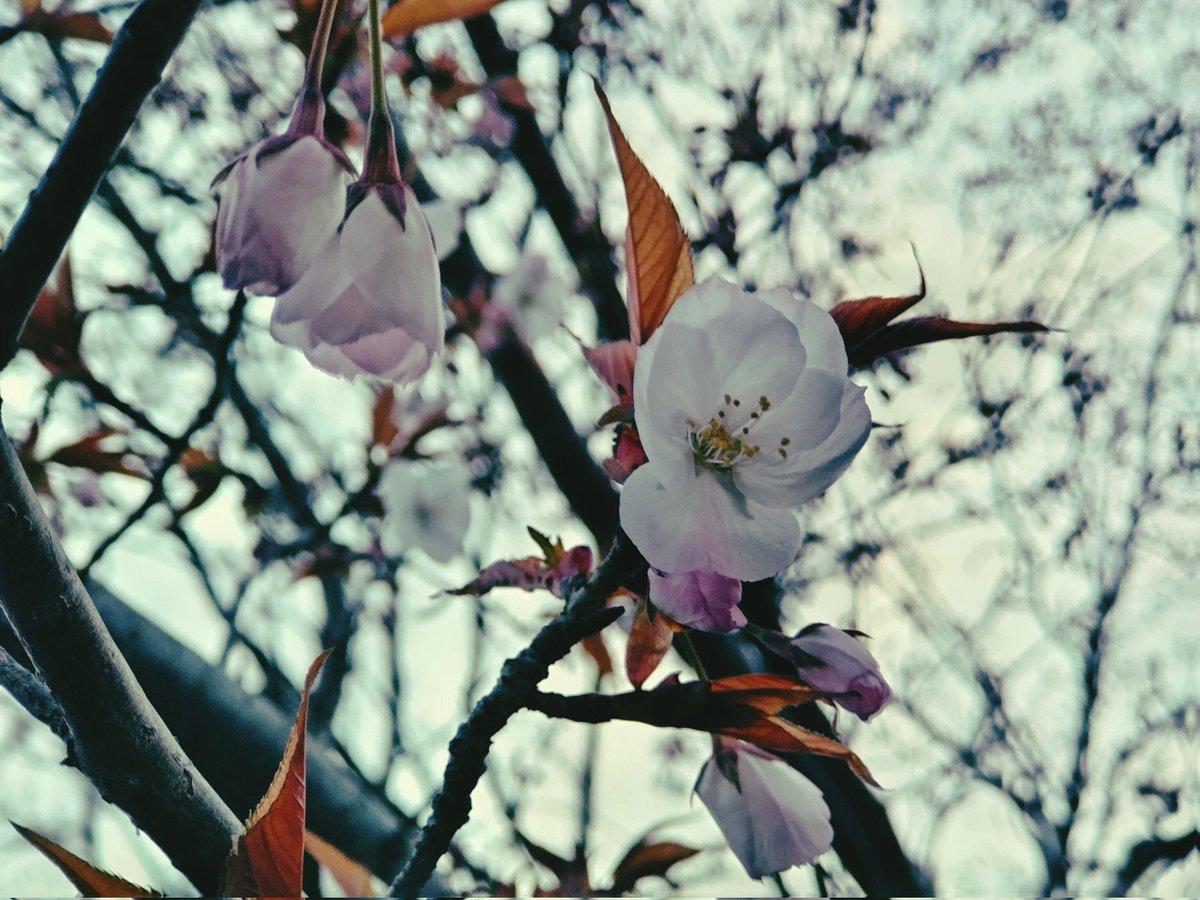 「いろんな桜があって楽しい 」|70億のイラスト