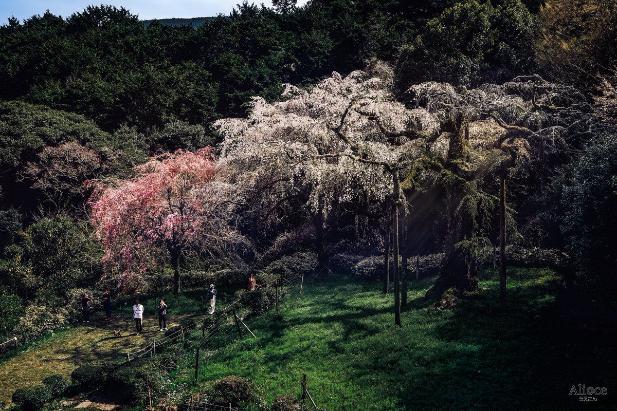 小田原の樹齢約350年のしだれ桜も立派なものでした🌸