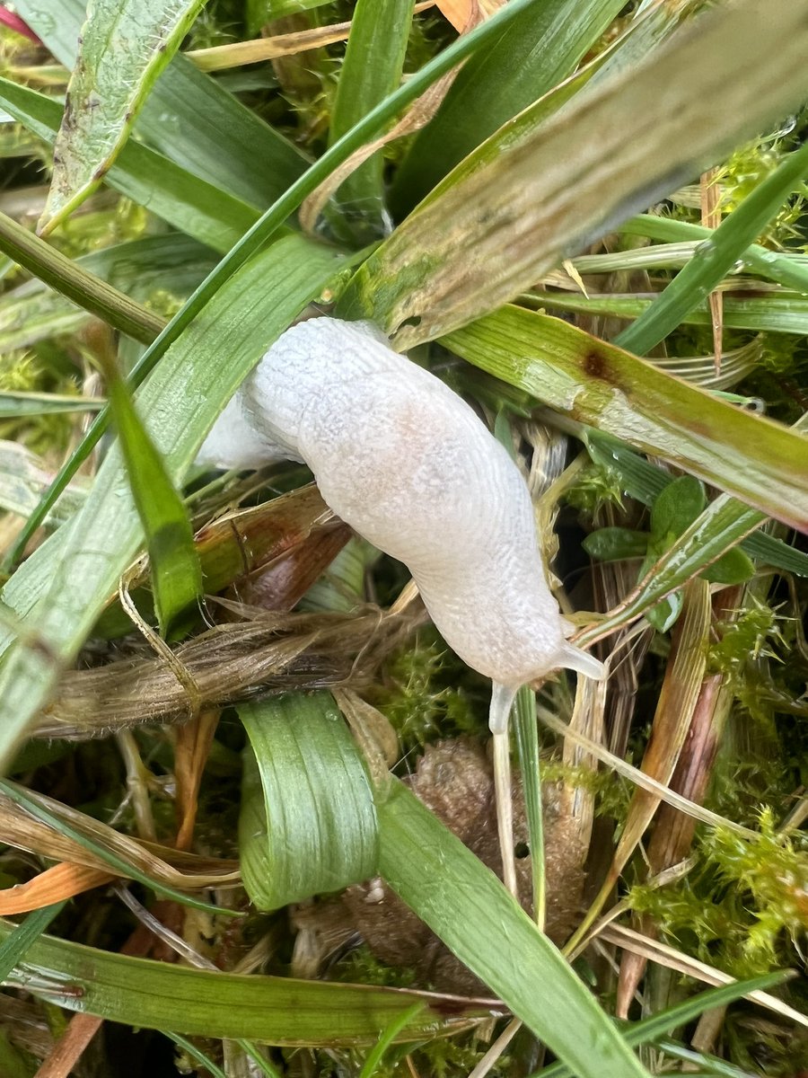 Is this a Ghost slug or a white version of something common? I know very little about Gastropods.