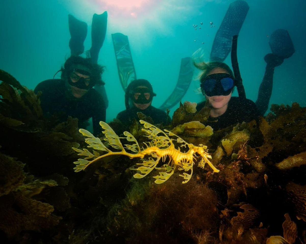 The only thing better than seeing a magnificent leafy seadragon in the wild, is a friendly photographer capturing the moment for you. Huge tick off the bucket list!