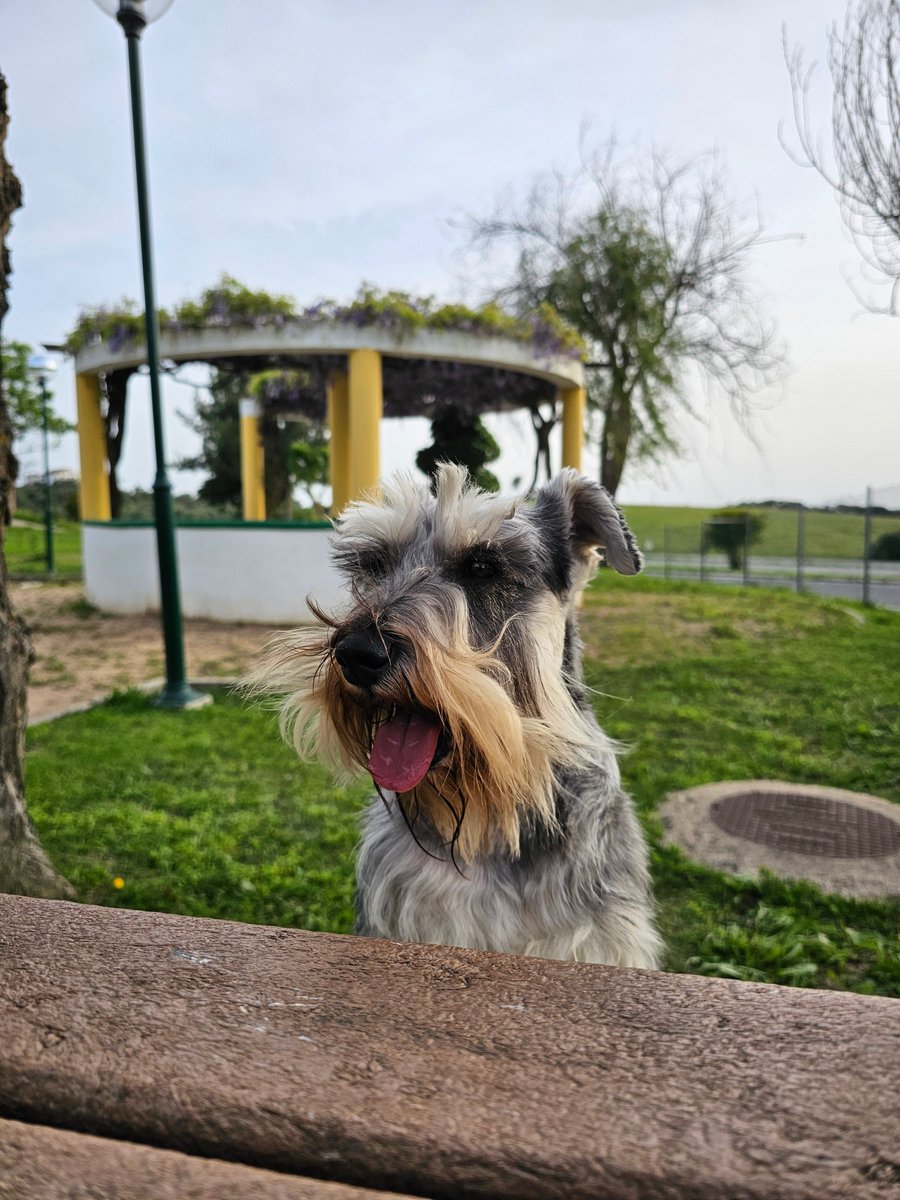 Good #tongueouttuesday frens😛 #SchnauzerGang #tot #totuesday