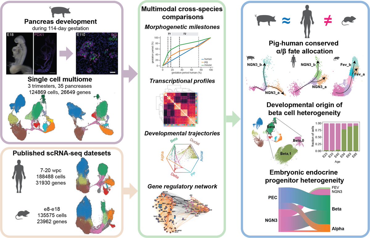 Thrilled to share our work “A multimodal cross-species comparison of pancreas development”. doi.org/10.21203/rs.3.… A tremendous collaborative effort led by @Carina_K_YANG & @HannahSpitzer1, and other members of @LickertHeiko @fabian_theis, Eckhard Wolf labs.