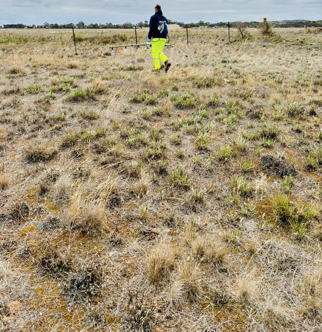 Gazania control treatments are out. Let’s see what can be achieved with optical spot spray sprayer technology! 
27 treatments. 
#Weed-it <a href="/NufarmAustralia/">Nufarm Australia</a> <a href="/Croplands/">Croplands Equipment</a>