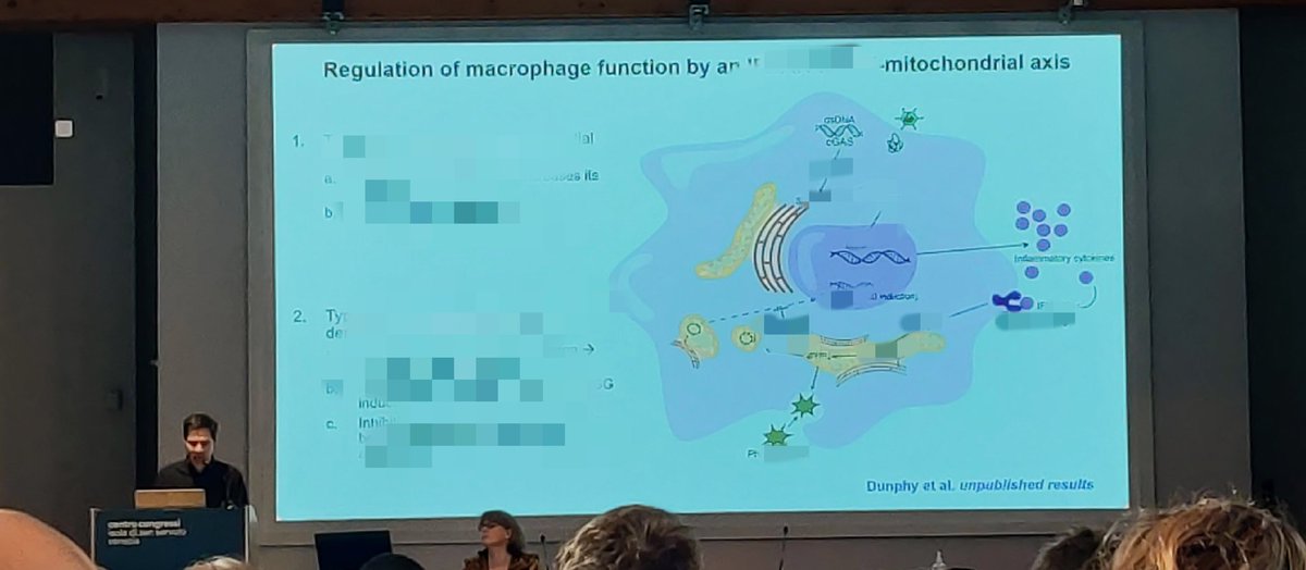 MalvinaPiz's tweet photo. Great talks at #EMBOsignaling24 this morning by @SanchoLab and @Lo_Zanzi talking about two of my favorite things: #mitochondria and #gasdermins ๐คฉ https://t.co/wZPUfq9R3H