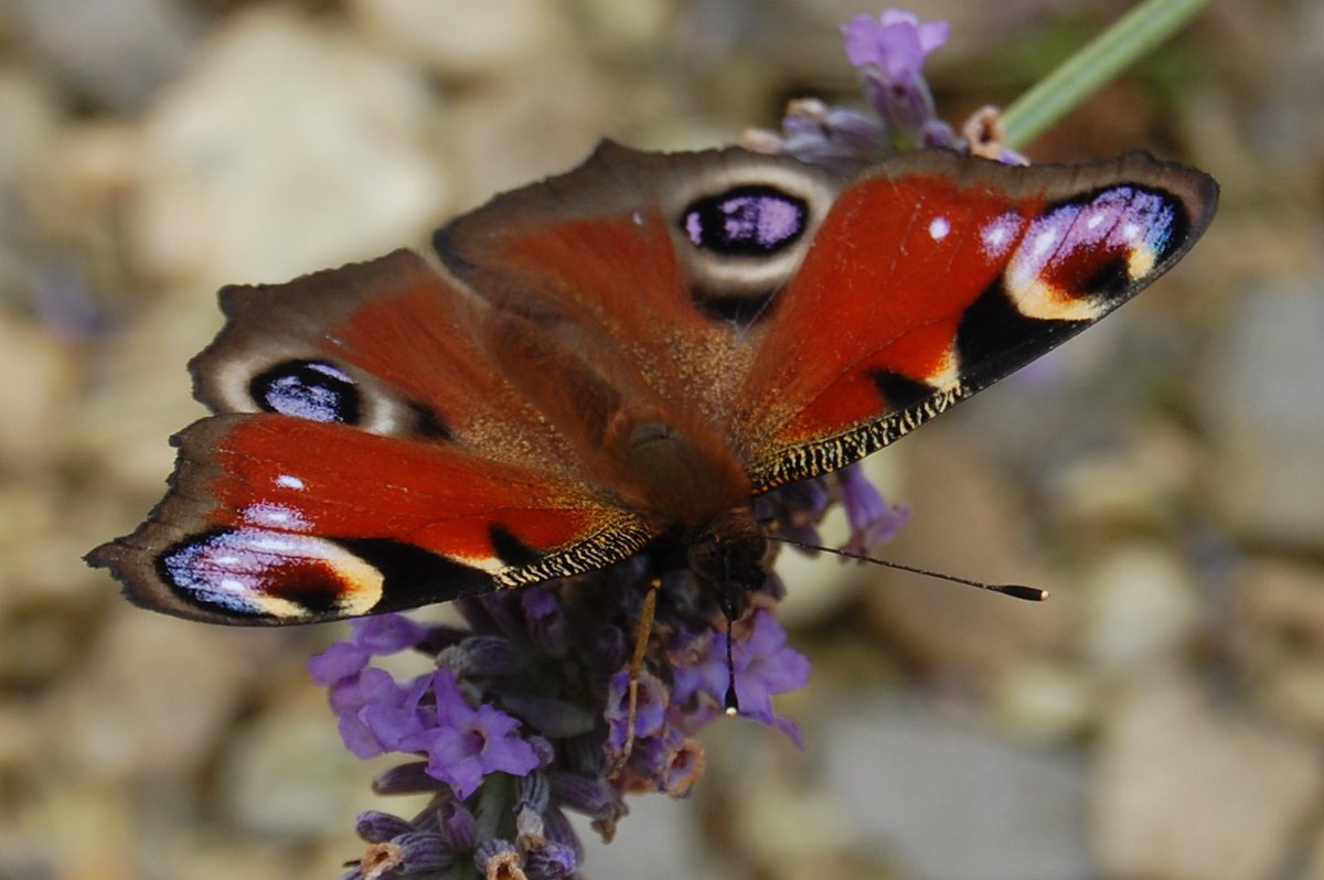 _doitproperly_'s tweet image. 