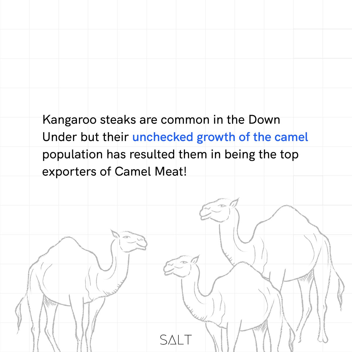 'Camels primarily live in desert regions around the world.' Then why does #Australia🇦🇺 rank in the top exporters of Camel Meat? Find out!👇