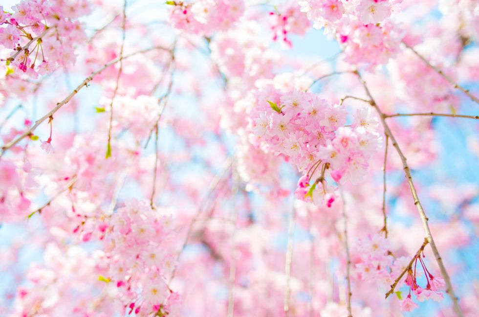 Today is April 9th and the flower for today is the Cherry Blossom Tree.
Science-y stuff!
Plant Kingdom
Unclassified: Angiosperms​
Unclassified: Eudicots​​
Unclassified: Rosids 
neck: Rosales
class: Rosaceae
inside: Prunus
subgenus: P. subg. Cerasus I Cherry Tree Festival