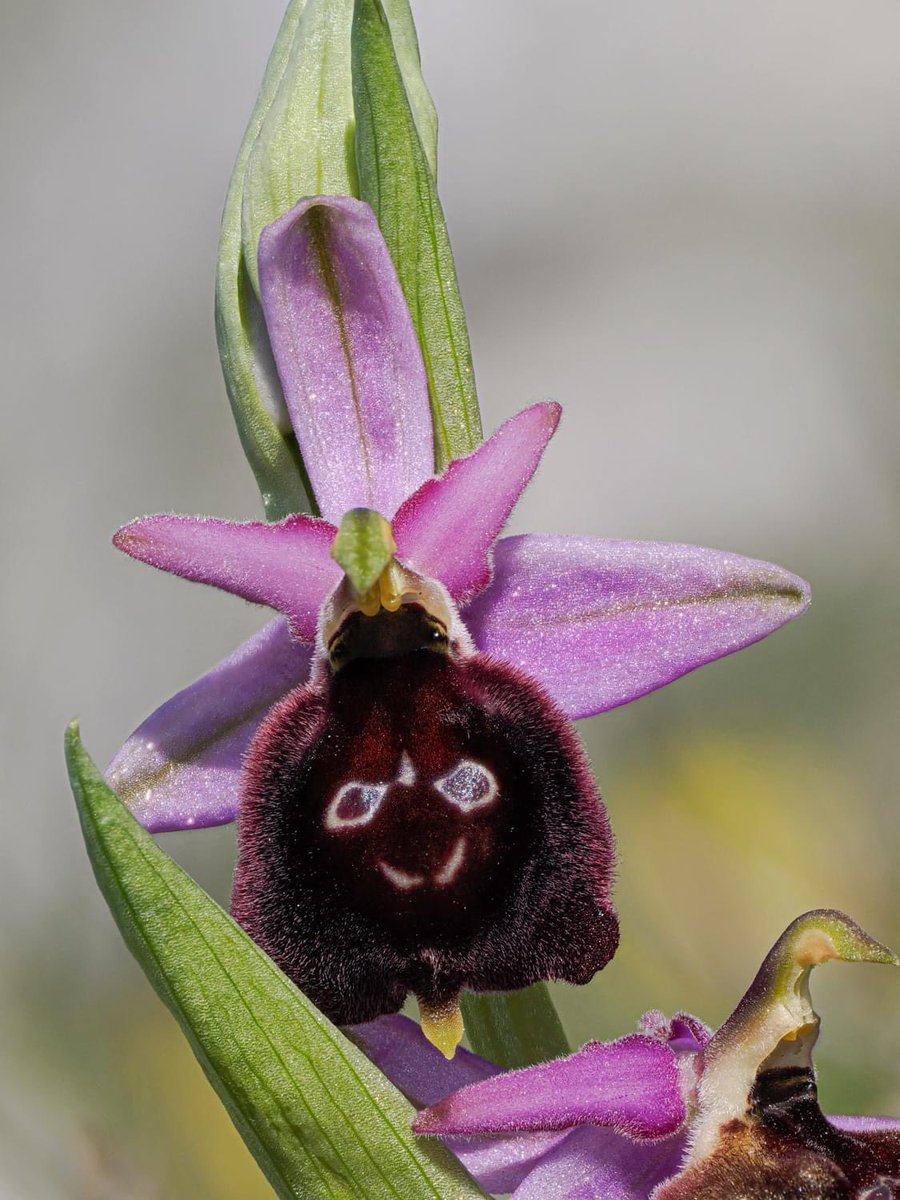 Our Gargano tour in Italy is going very well, thanks to meticulous preparation & perfect timing lots of orchids & other wildlife are being enjoyed! Here for starters is a cheerful looking Ophrys exaltata subsp biscutella (Eyed or Shield Ophrys). 📸 Paul Harcourt Davies