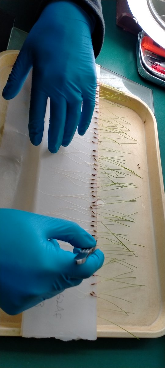 The DUS lab has submitted samples for Gemination and Fluorescence testing. The Seed Testing lab grow grass samples on a Copenhagen tank and seedlings are categorised before the roots are examined on a transilluminator. Italian grasses display root fluorescence under UV light.