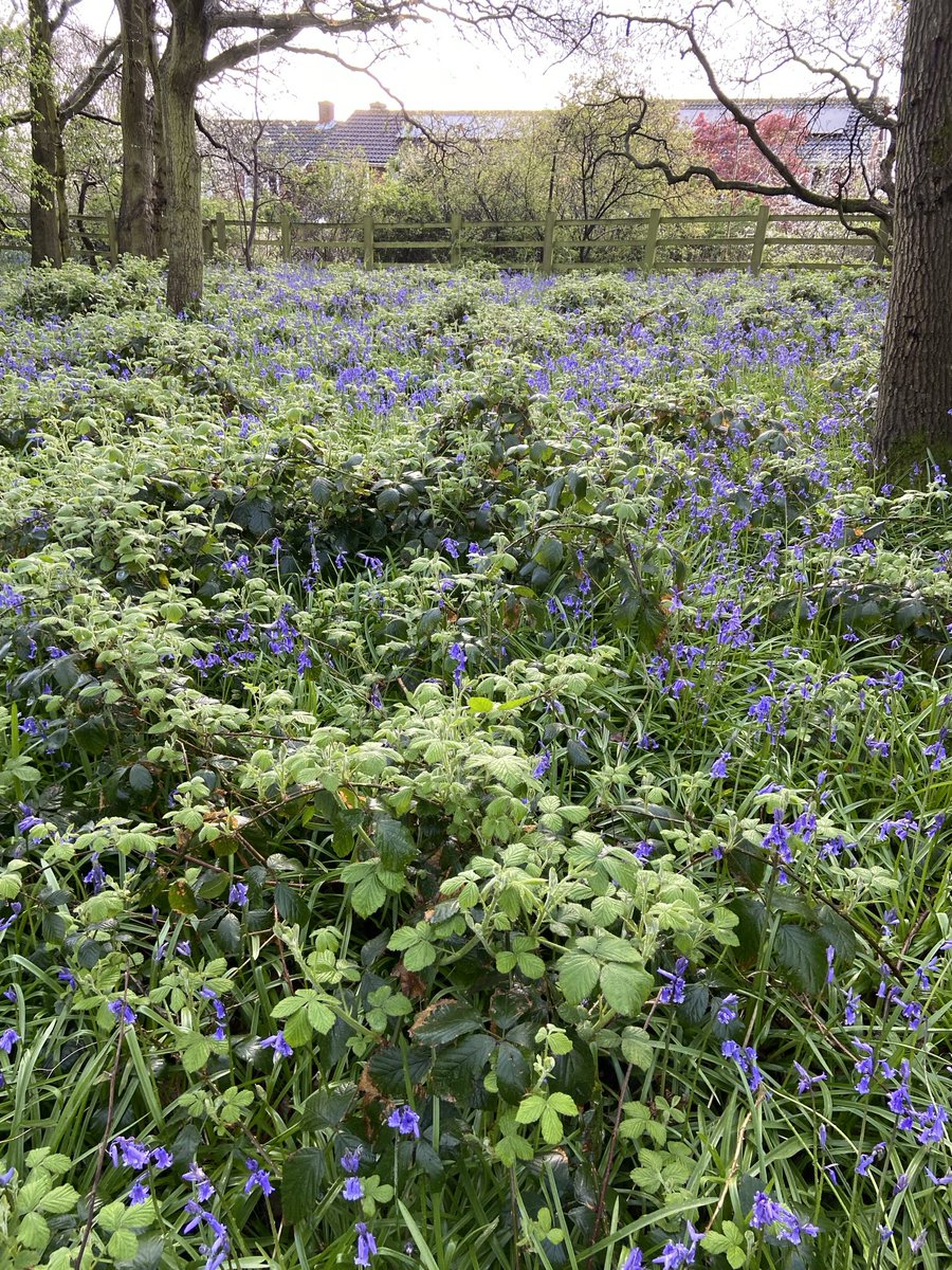 The bluebell woods become the bramble woods - another sad climate change impact