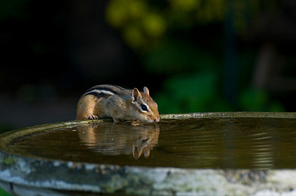 #waterforwildlife