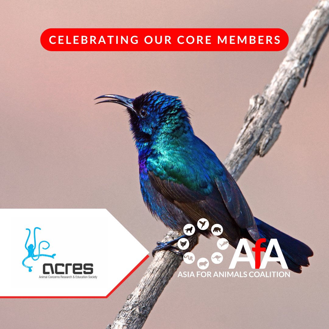 Discover the impactful history & work of ACRES (Animal Concerns Research and Education Society), dedicated to #wildliferescue, #animalwelfare advocacy, #education, and #conservation. Join their mission to promote #compassion and #respect for all animals! acres.org.sg