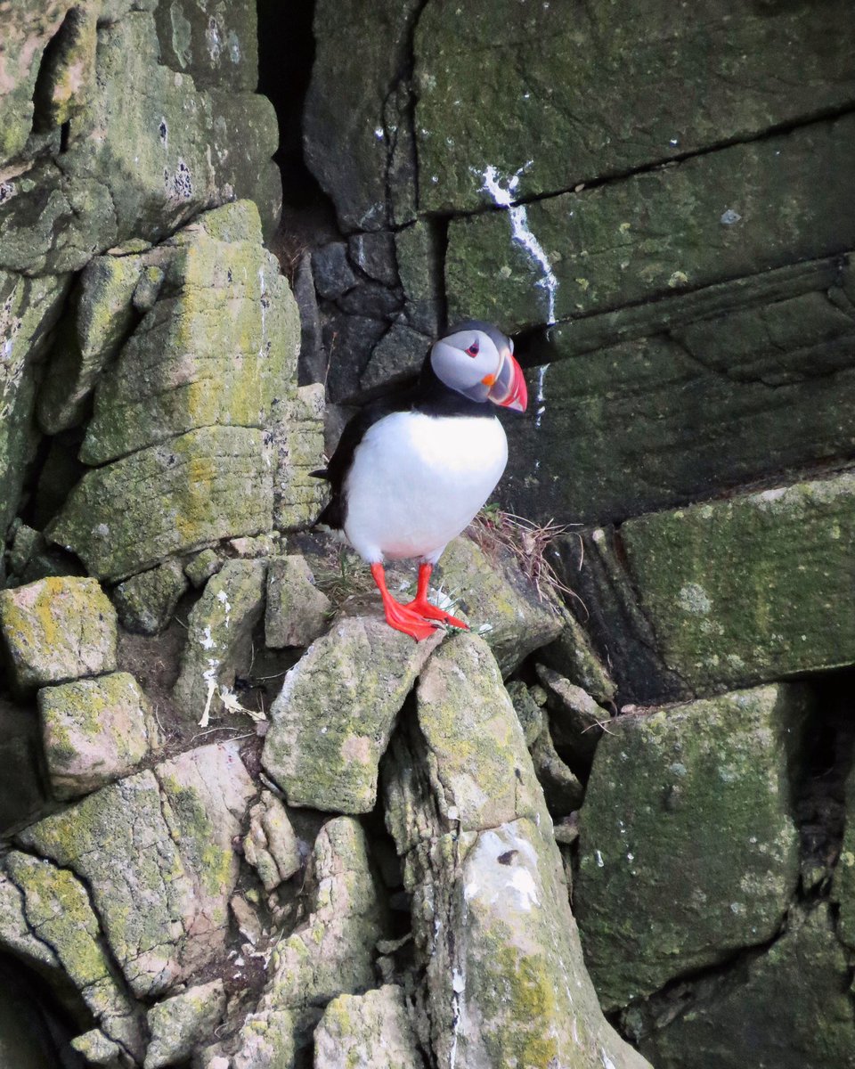Puffins are back on the cliffs at Sumburgh Head, as of today!