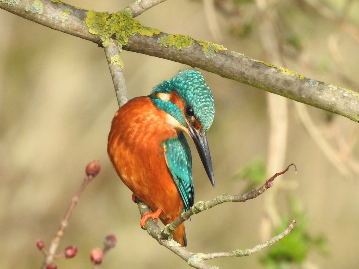 Forever searching! Kingfisher on Coppermill Stream. #LondonBirds #nature #wildlife #kingfisher #kingfishers @WildLondon #walthamstow