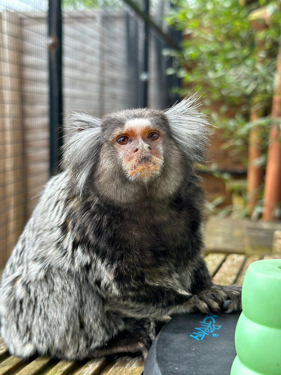 Little Jimbo has had his fair share of 💔 in his life, including losing his marmoset family because of fireworks being set off next to the sanctuary 6 months ago. He now has 4 new marmoset friends and despite looking grumpy, he is quite the sweetheart! hopefield.org.uk/animals/
