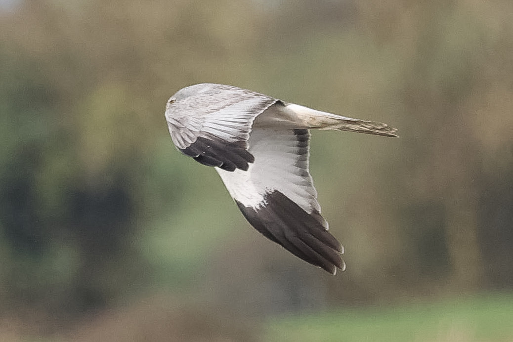 lencollard's tweet photo. Male Hen Harrier. So lucky to have these out on the levels.@Natures_Voice @rspbgreylake. @SomersetWT @VisitSomerset  @bto_somerset1 @twiterbirds . https://t.co/KnPqFvaNr3
