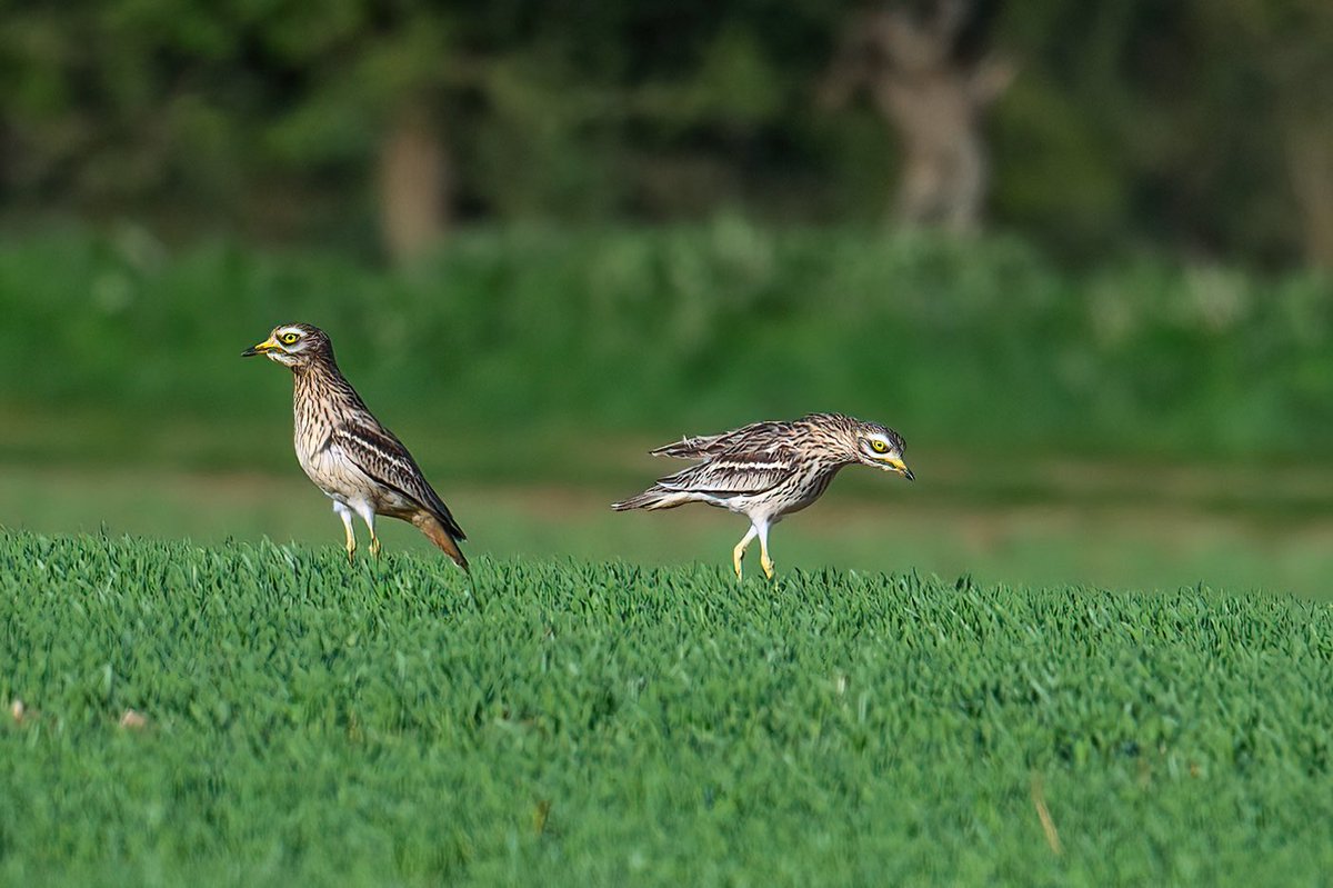 Nice to see Stone Curlews return to the same location this year. This is part of the courtship ritual… #stonecurlew #Norfolk #Springwatch #BBCWildlifePOTD #birdphotography