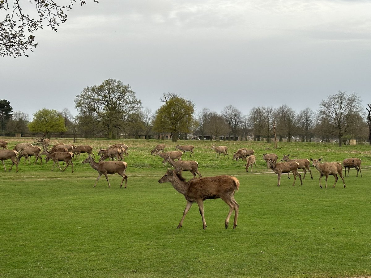 The best time to visit Bushy Park is in the evening when all the deer are wandering around; it’s so beautiful💗 @theroyalparks