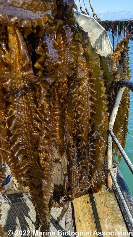 Taking fourth place in DASSH's most commonly recorded marine species is sugar kelp, Saccharina latissima, with 26508 occurrences!

Did you know that during the winter sugar kelp can grow over a centimetre a day? #Kelp #MarineBiodiversity #Data #OceanData #SugarKelp