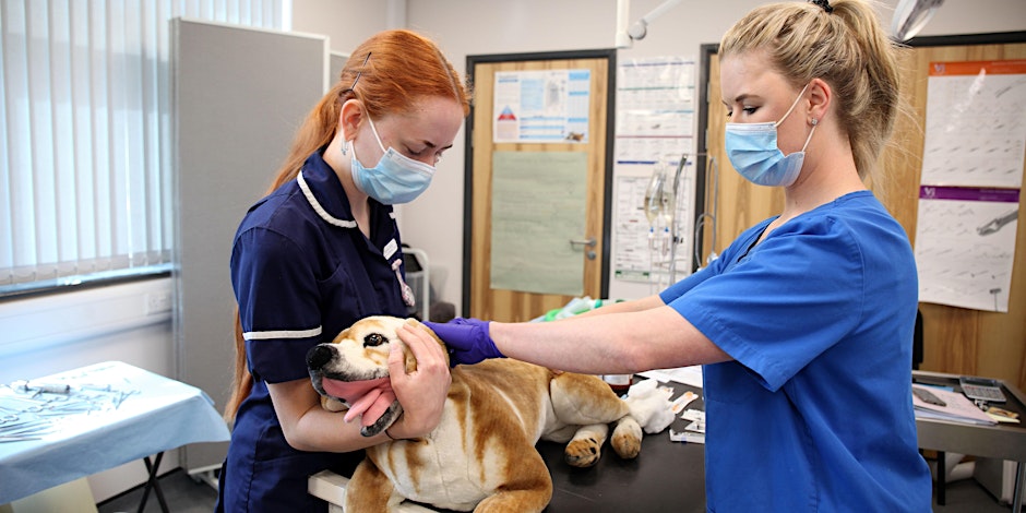 Join us for an engaging and informative networking event celebrating Veterinary Nursing Awareness Month! we're thrilled to announce our annual Veterinary Nursing Networking Event taking place on Wednesday, May 22nd, from 09:30am to 12:00pm. Register here: reaseheathbusinesshub.com/events/veterin…