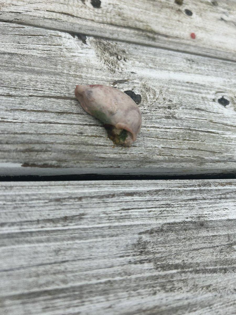 Dear #nature people. I found this on my table in the garden? A see through slug, pigeon gizzard? Saw a sparrow hawk and buzzard surfing thermals yesterday