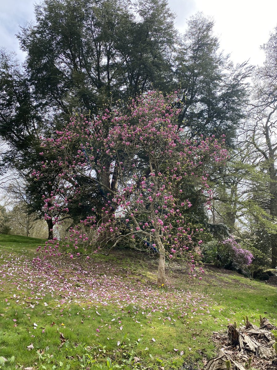 A #magnolia hybrid between M. veitchii x soulangiana Rustica Rubra. Late flowering, good colour but tall open habit of veitchii. Perfect goblet shaped blooms! It’s called Joe McDaniel - anyone know who he is/was?