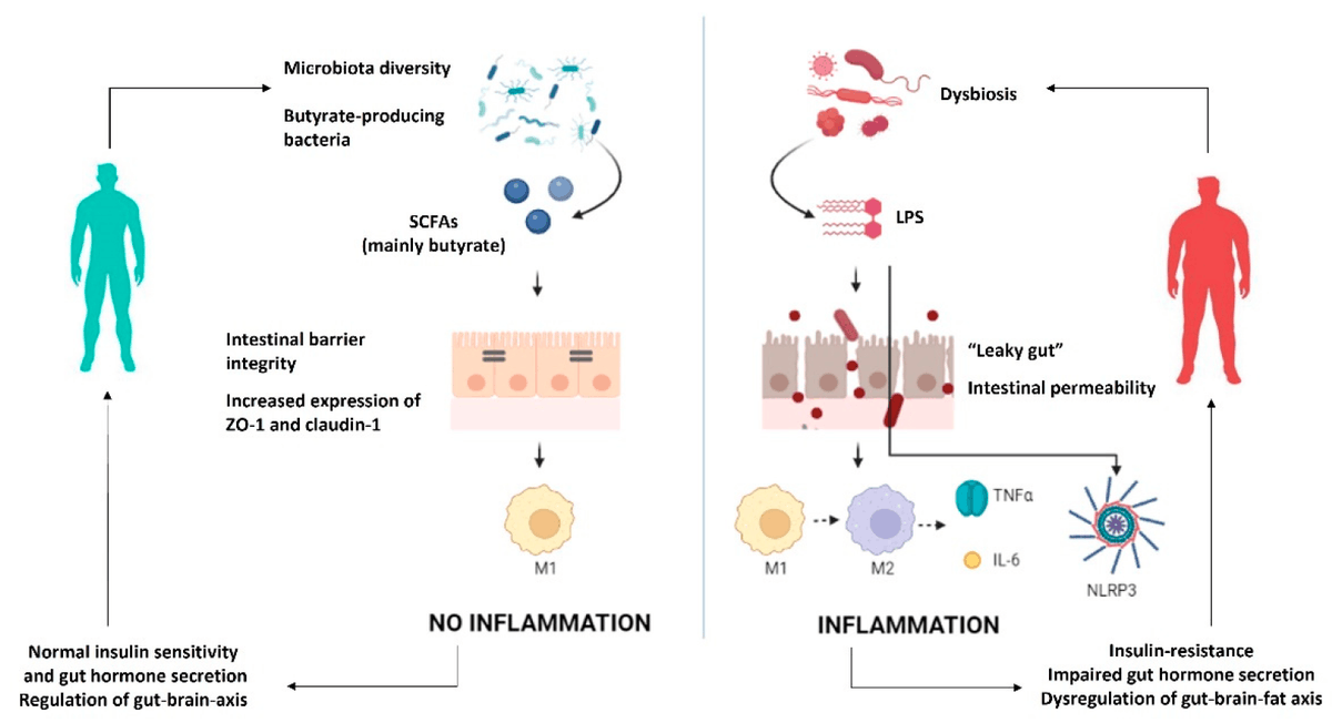 Recommend the highly cited paper 'From Gut Microbiota through Low-Grade #Inflammation to #Obesity: Key Players and Potential Targets' ✍️by Dr. Giovanna Muscogiuri et al. @apenut_info @pablosalda @JakubowskaB @IreneCafarelli @only_fred91 @CelestinoGutirr 🌺mdpi.com/2072-6643/14/1…