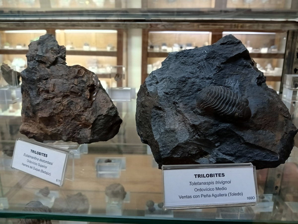 #trilobites en el #MuseoGeominero