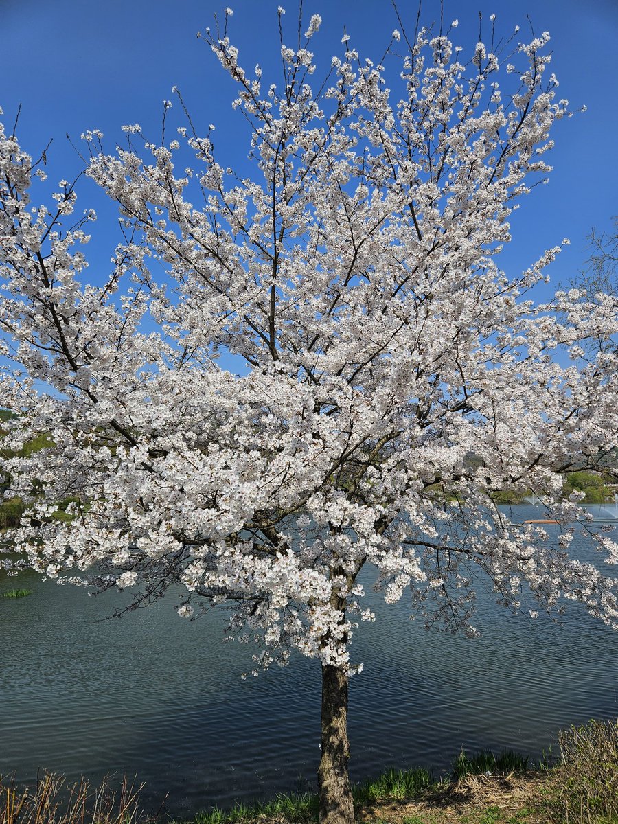 2시에 인천 대공원 다녀 왔는데 사람 엄청 나네요
주차하는데 1시간  내일 휴무라 사람들 장난 아닐거 같네요
참고 하세요
꽃은 완전 만개네요~~
