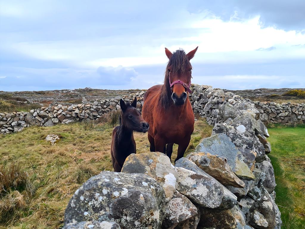 An Cheathrú Rua ar maidin 🐎🐴🫶 . . . @AimsirTG4 @AranConnemara @ConnemaraIe @CTribune @deric_tv @DiscoverIreland @galwaytourism @GoToIrelandUS @Independent_ie @MetEireann @RTEToday @wildatlanticway @WAWHour @WeatherRTE