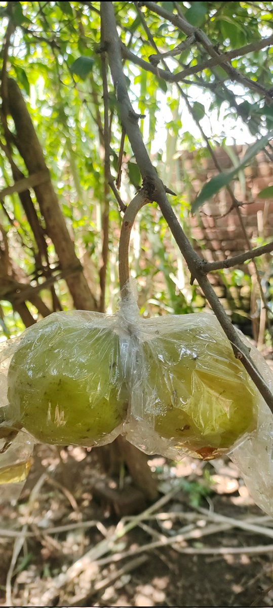 BagartyDr's tweet photo. @GupteswarAyush Pomegranate (Dadima) https://t.co/N3apSvINxx