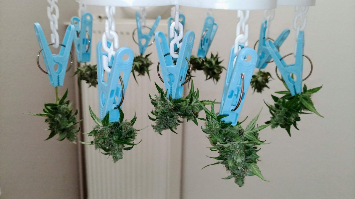What would you name this drying method, growers? 😂