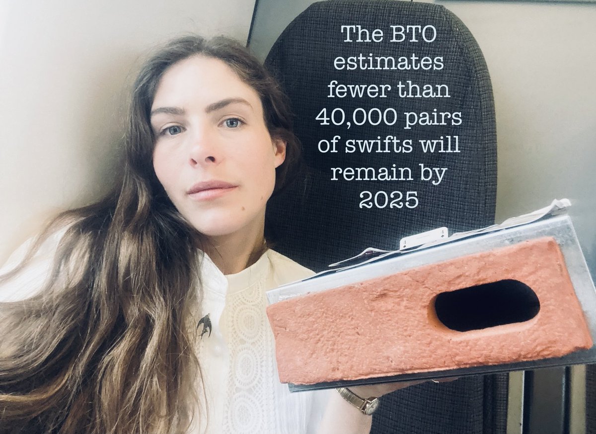 EIGHTEEN MONTHS into my campaign. The proposal to add a swift brick requirement to Building Regulations is ready, approved & recommended by ALL experts. Without swift bricks there’s no guaranteed nesting habitat for swifts&there never will be. The govt CAN give them a future. ⏳
