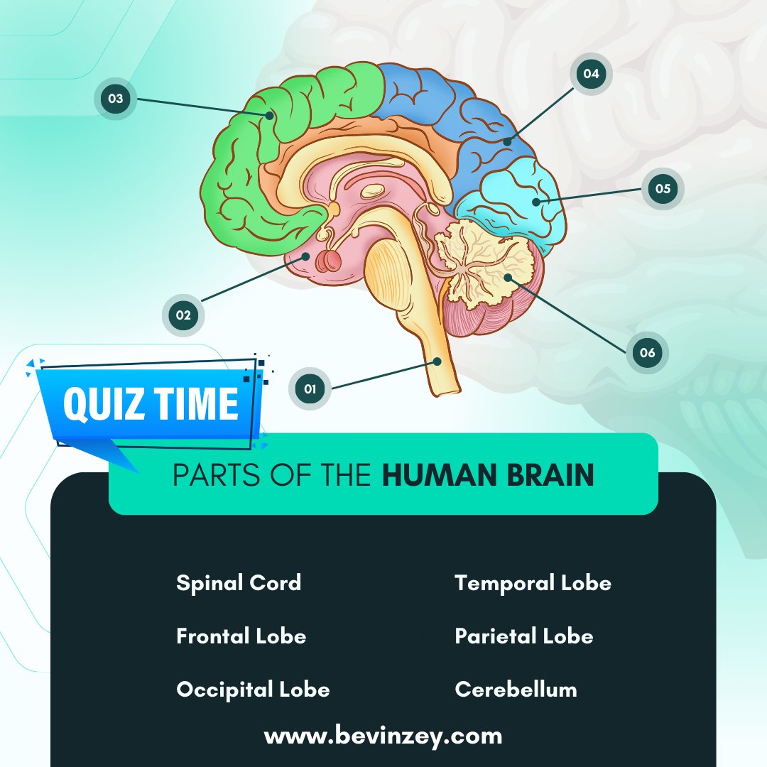 Test your brain knowledge with our interactive quiz! Identify the parts of the human brain from the numbered image. Reply with your answers and challenge your friends! 
#BrainQuiz #TriviaChallenge #InteractiveLearning #CommentYourAnswer