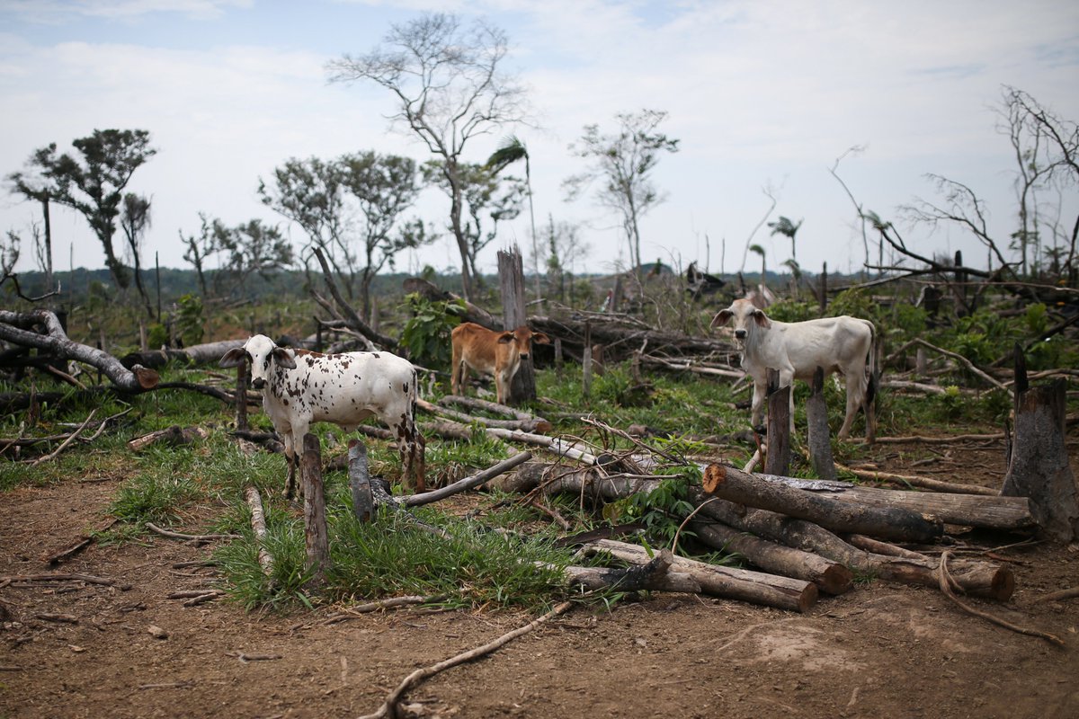 Comment: The #SEC has failed to protect investors from #climaterisk. Now it’s up to Congress. Read oped by Ashley Thomson at @Global_Witness. #deforestation #esginvesting #esgreporting #climatedisclosure @LiamDowd10 @tslavinm @REvents_SustBiz reuters.com/sustainability…